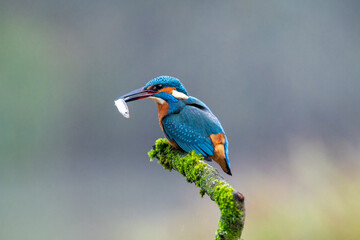 Hunting kingfisher