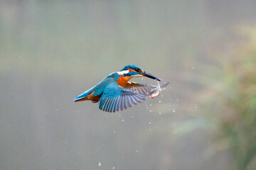 Hunting kingfisher