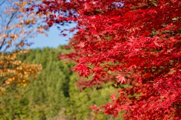 綺麗な紅葉の紅葉