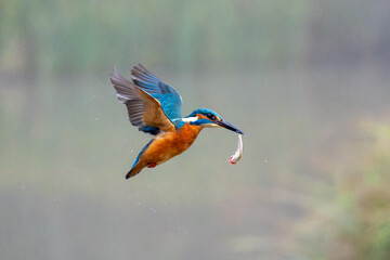 Hunting kingfisher