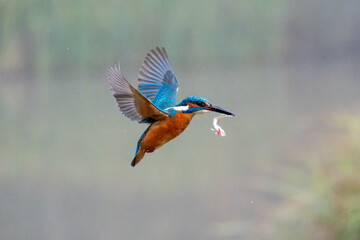 Hunting kingfisher