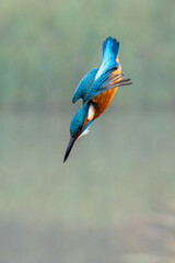 Hunting kingfisher