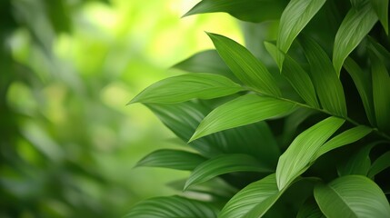Obraz premium Lush green leaves create a serene background, perfect for wellness, nature projects, or eco-friendly themes, Ideal for use in lifestyle blogs, marketing materials