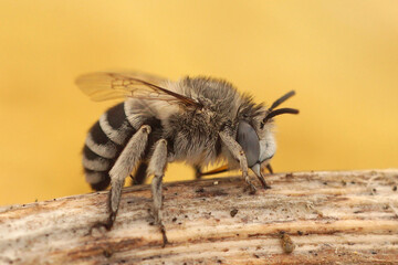 Closeup on a cute White-cheeked banded digger bee, Amegilla albigena , Gard, France