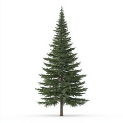 Obraz premium Tall Pine Tree Illustration with Realistic Details, Perfect for Winter and Nature Themes