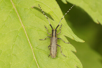 Closeup on the Golden-bloomed grey longhorn beetle, Agapanthia villosoviridescens sitting on a green leaf