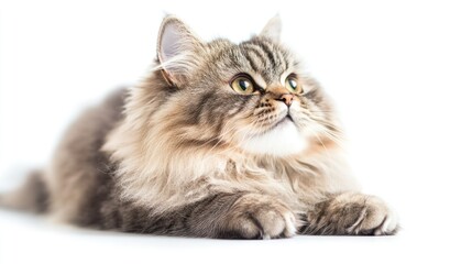 Fototapeta premium Cute Fluffy Cat Looking Up