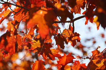 Golden autumn season, orange leaves on a maple tree in sunny day