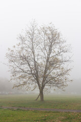 Foggy November morning in a park in Belgrade, Serbia
