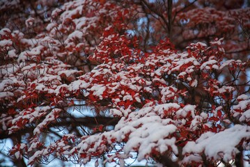 雪の積もった紅葉