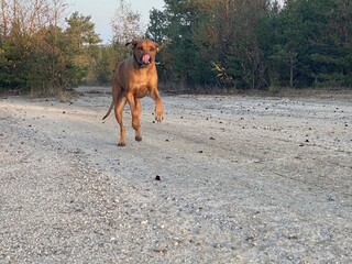 rhodesian, ridgeback, hund, haustier, tier, canino, welpe, hübsch, braun, boxer, säugetier, breed, portrait, hund, einheimisch, tier, natur, weiß, sitzen, ahnentafel, dogge, gras, sprache, isoliert, s