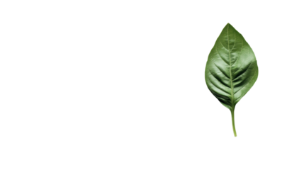 Green leaf transparent background