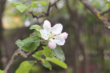 spring tree blossom