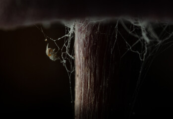 Spider under  mushroom 