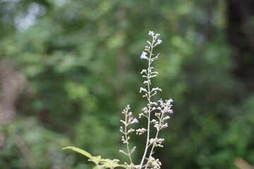 A vibrant garden scene capturing nature’s harmony: bright flowers, buzzing insects, ripening tomatoes, and chirping birds. Each element adds life, showcasing the beauty and connections in this lush e