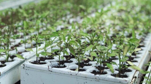 slow motion video and close up of chili tree seedlings growing in a special container
