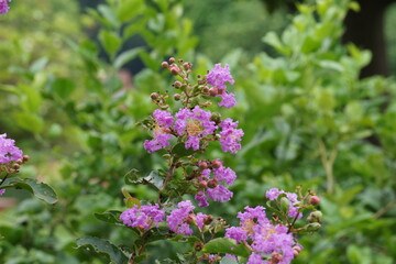 A vibrant garden scene capturing nature’s harmony: bright flowers, buzzing insects, ripening tomatoes, and chirping birds. Each element adds life, showcasing the beauty and connections in this lush e