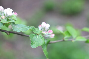 spring tree blossom