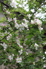 spring tree blossom