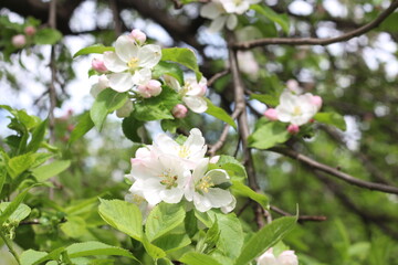 spring tree blossom