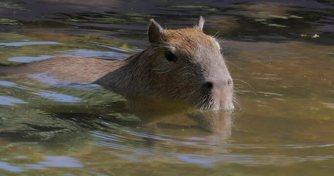 Capybara or greater capybara (Hydrochoerus hydrochaeris) is a giant cave rodent native to South America. It is the largest living rodent and a member of the genus Hydrochoerus.