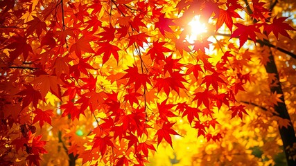 Vibrant Red and Golden Leaves Illuminated by the Sun's Rays Through a Canopy of Autumn Foliage
