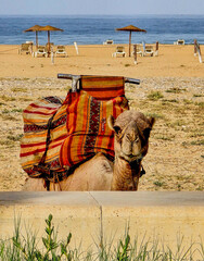 Waking up with the Dromedary, Agadir, Morocco