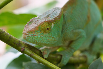 a beautiful chameleon in Madagascar - severely endangered because of deforestation and extended...
