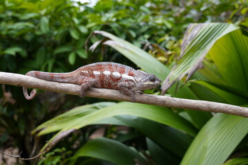 a beautiful chameleon in Madagascar - severely endangered because of deforestation and extended agriculture
