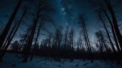 Winter landscape in a forest at night. Starry sky