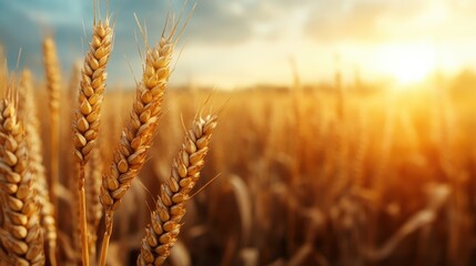 Fototapeta premium A detailed close-up view of twilight wheat, with the sunset casting a golden hue over a vast field, encapsulating warmth, growth, and natural beauty in agriculture.