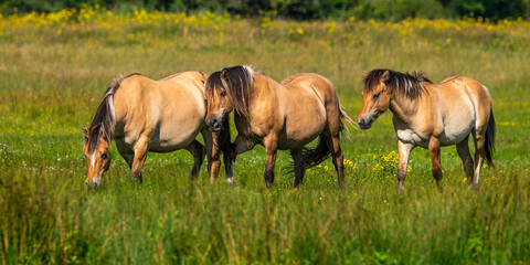 Fototapeta premium Chevaux Henson en baie de Somme