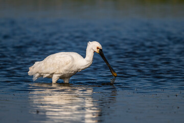 Spatule blanche (Platalea leucorodia - Eurasian Spoonbill)