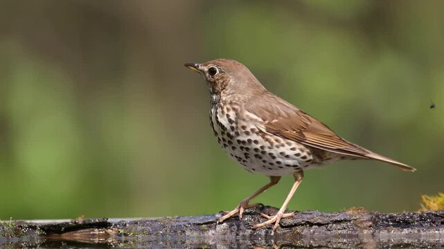Bird - Song Trush Turdus philomelos in the forrest waterhole amazing warm light bird drinking water and bathing