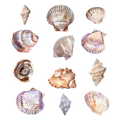 A collection of seashells and marine life on the beach