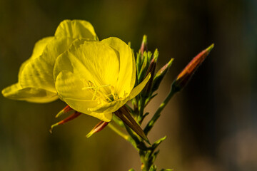 Onagre bisannuelle (Oenothera biennis L.)
