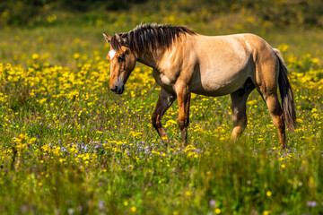 Chevaux Henson en baie de Somme