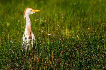 Héron garde-boeufs (Bubulcus ibis - Western Cattle Egret)