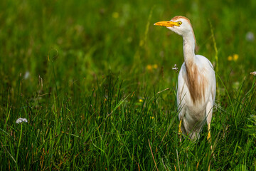 Héron garde-boeufs (Bubulcus ibis - Western Cattle Egret)