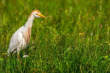 Héron garde-boeufs (Bubulcus ibis - Western Cattle Egret)