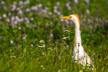 Héron garde-boeufs (Bubulcus ibis - Western Cattle Egret)