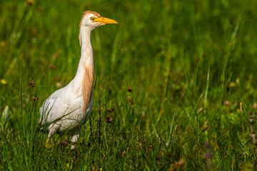 Héron garde-boeufs (Bubulcus ibis - Western Cattle Egret)