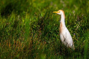 Héron garde-boeufs (Bubulcus ibis - Western Cattle Egret)