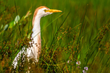 Héron garde-boeufs (Bubulcus ibis - Western Cattle Egret)