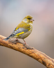 Dzwoniec Chloris chloris