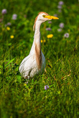 Héron garde-boeufs (Bubulcus ibis - Western Cattle Egret)