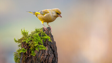 Dzwoniec Chloris chloris