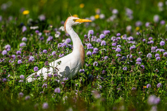 H&eacute;ron garde-boeufs (Bubulcus ibis - Western Cattle Egret)