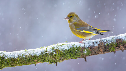 Dzwoniec Chloris chloris