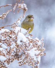 Dzwoniec Chloris chloris